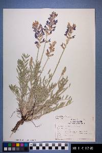 Oxytropis lambertii image